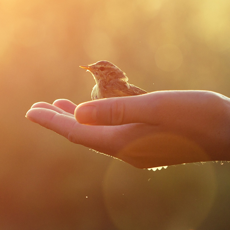Supervision und traumasensible Prozessbegleitung Anja Weiss - Segelboot